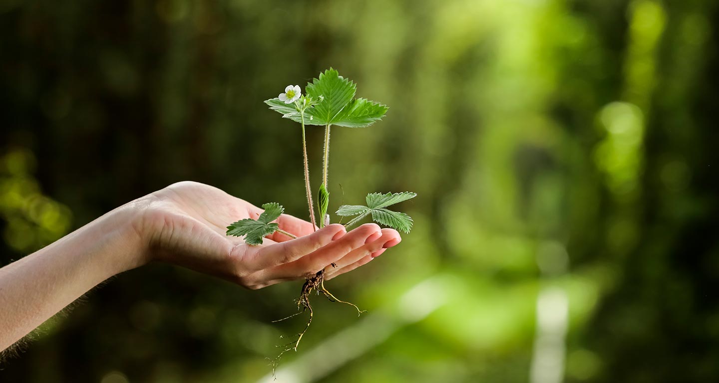 Certificado de carbono
