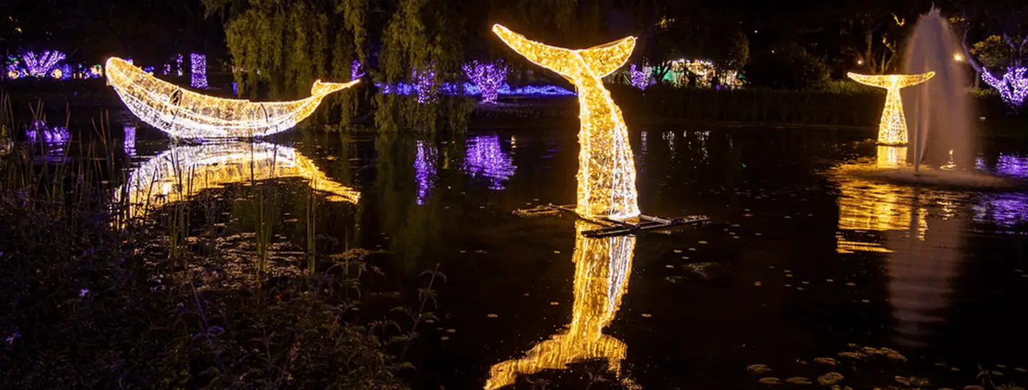 Banner, Iluminación inspirada en el pacifico colombiano con Ballenas  en luz  led, que  ahorran en el consumo eléctrico en pro del planeta.