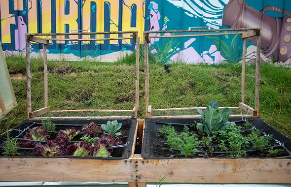 Primera cosecha de los huertos comunitarios en el patio eléctrico de Usme.