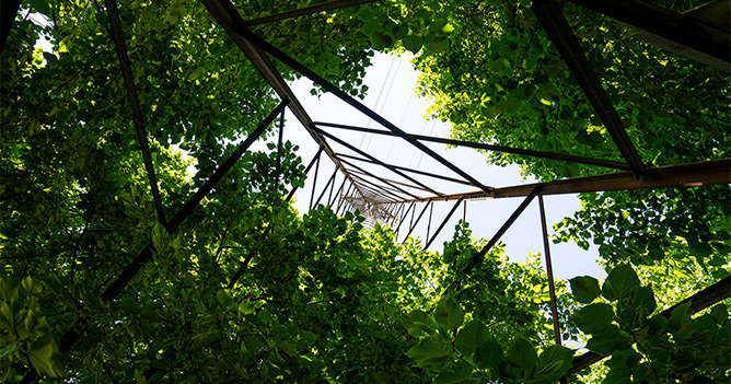 Vegetazione rampicante su traliccio