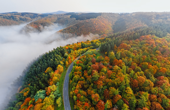 vista dall'alto di una foresta