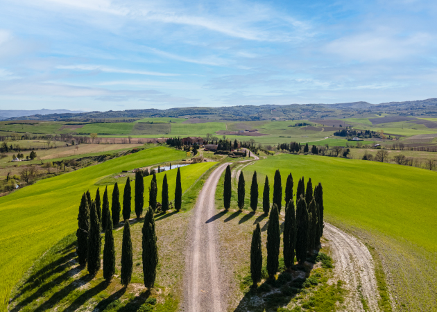 Alberi che formano un cerchio in collina