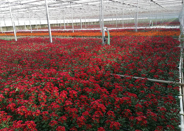 Fiori rossi in una serra