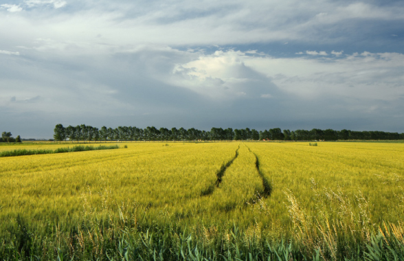 Genagricola verso l’impatto zero