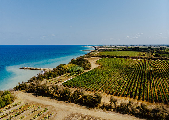 Vista panoramica del vigneto al ridosso del mare