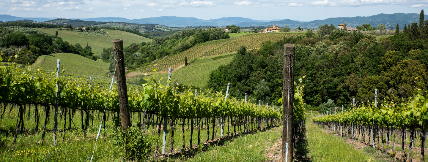 Enel X e il settore vitivinicolo: in cammino verso la sostenibilità