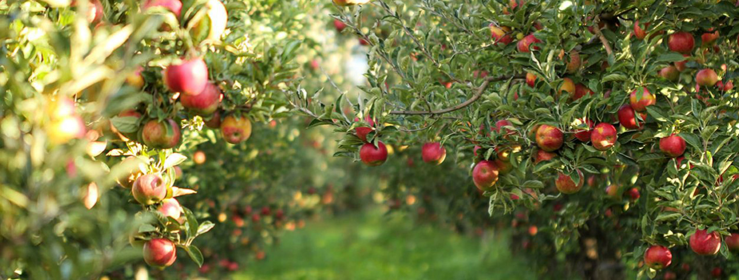 Apples hanging from trees in an orchard