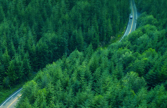aerial photo of road through forest