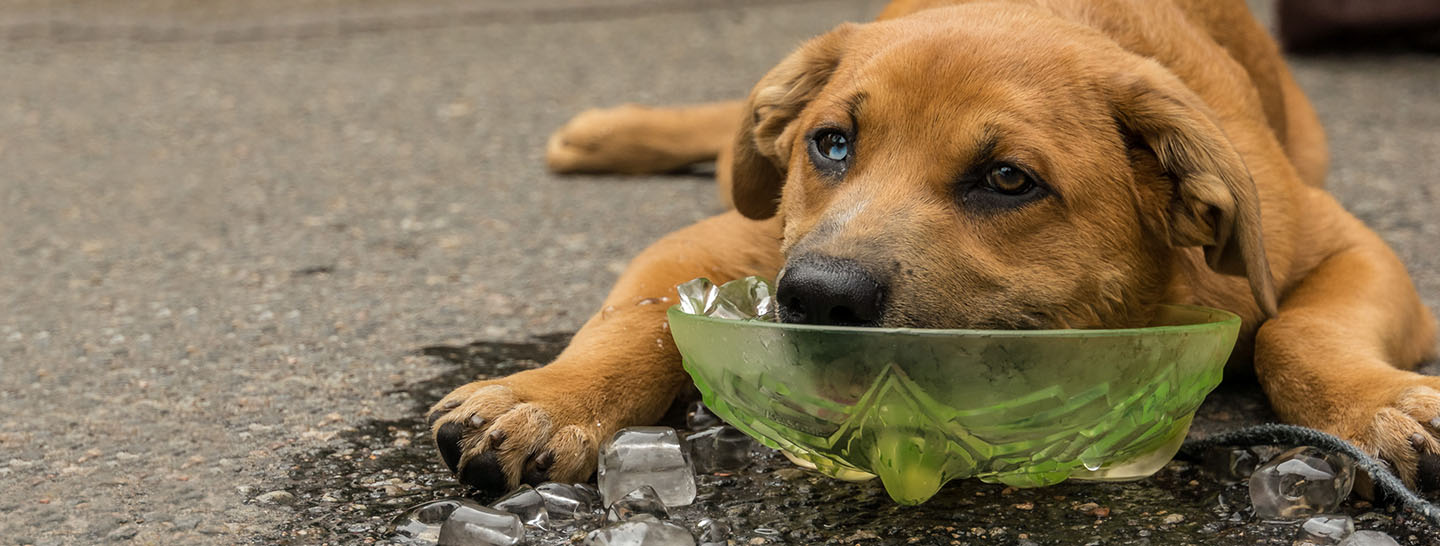 Dog laying on the ground with water and ice