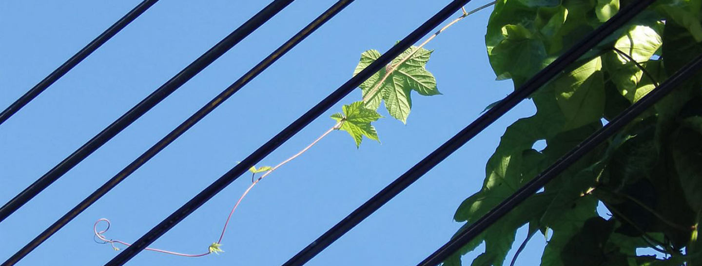 Power lines